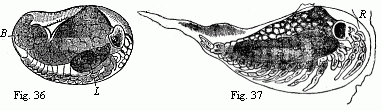 Fig. 36. Embryo of
Ligia in the egg, magnified. D. yelk; L. liver. Fig. 37. Maggot-like larva of
Ligia, magnified. R remains of the egg-membrane. We see on the lower surface,
from before backwards:--the anterior and posterior antennæ, the mandibles, the
anterior and posterior maxillæ, maxillipedes, six ambulatory feet, the last
segment of the middle-body destitute of appendages, five abdominal feet, and
the caudal feet.