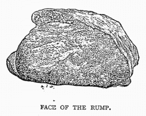FACE OF THE RUMP. FACE OF THE RUMP.