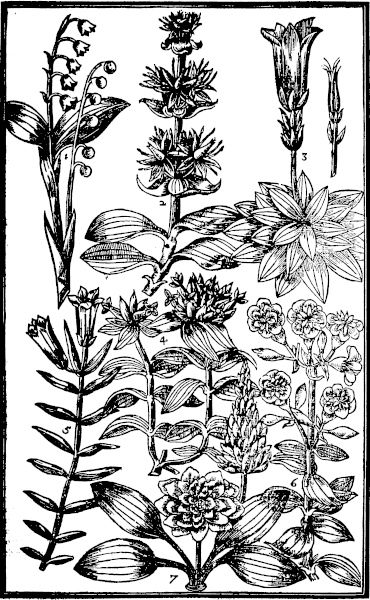 Page 351: Liricon; Gentians; Sopewort; Rose Plantane.