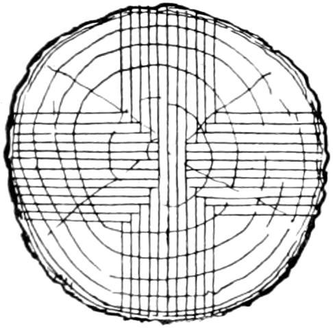 Quarter sawn log section