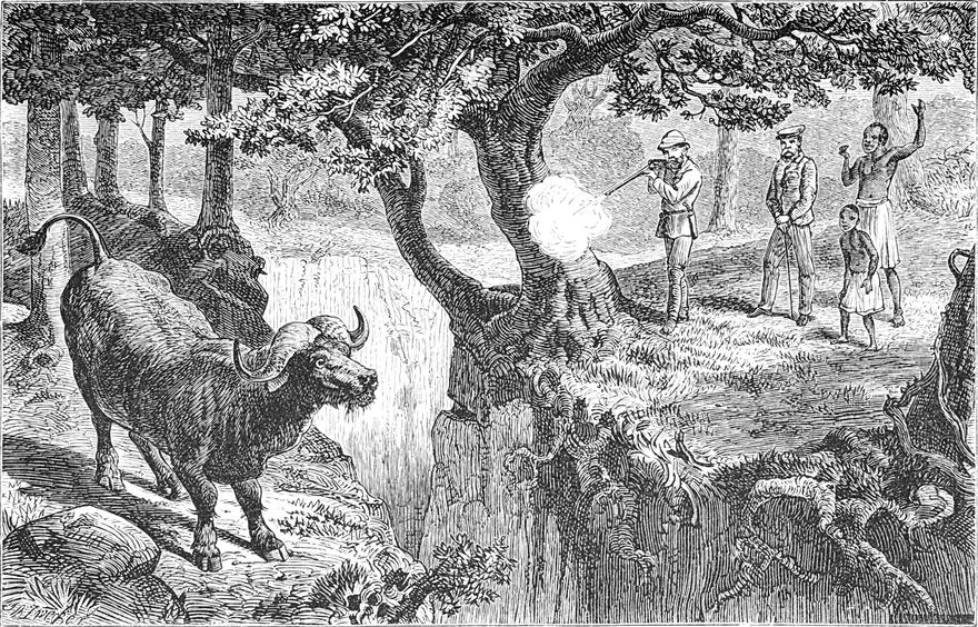 Ein großer Büffel wird
  über eine Schlucht hinweg erschossen