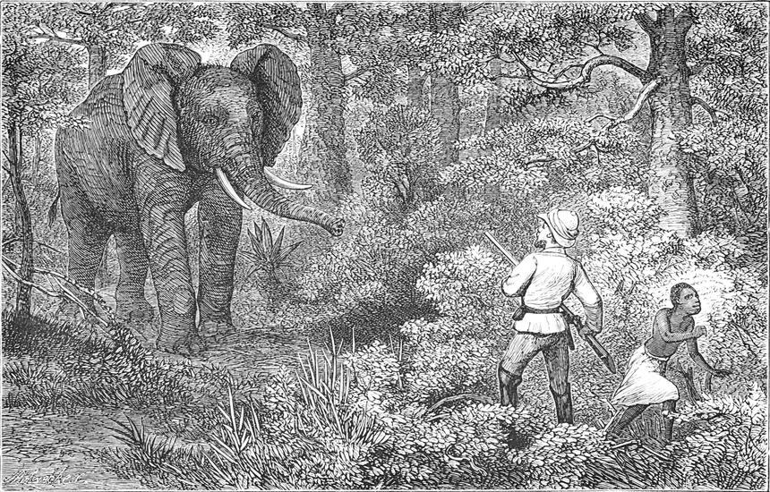 Ein Elefant taucht vor
  dem Verfasser aus dem Wald auf