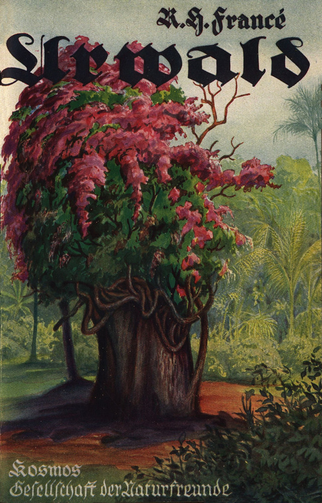 Frontispiz: Blühender Urwaldbaum