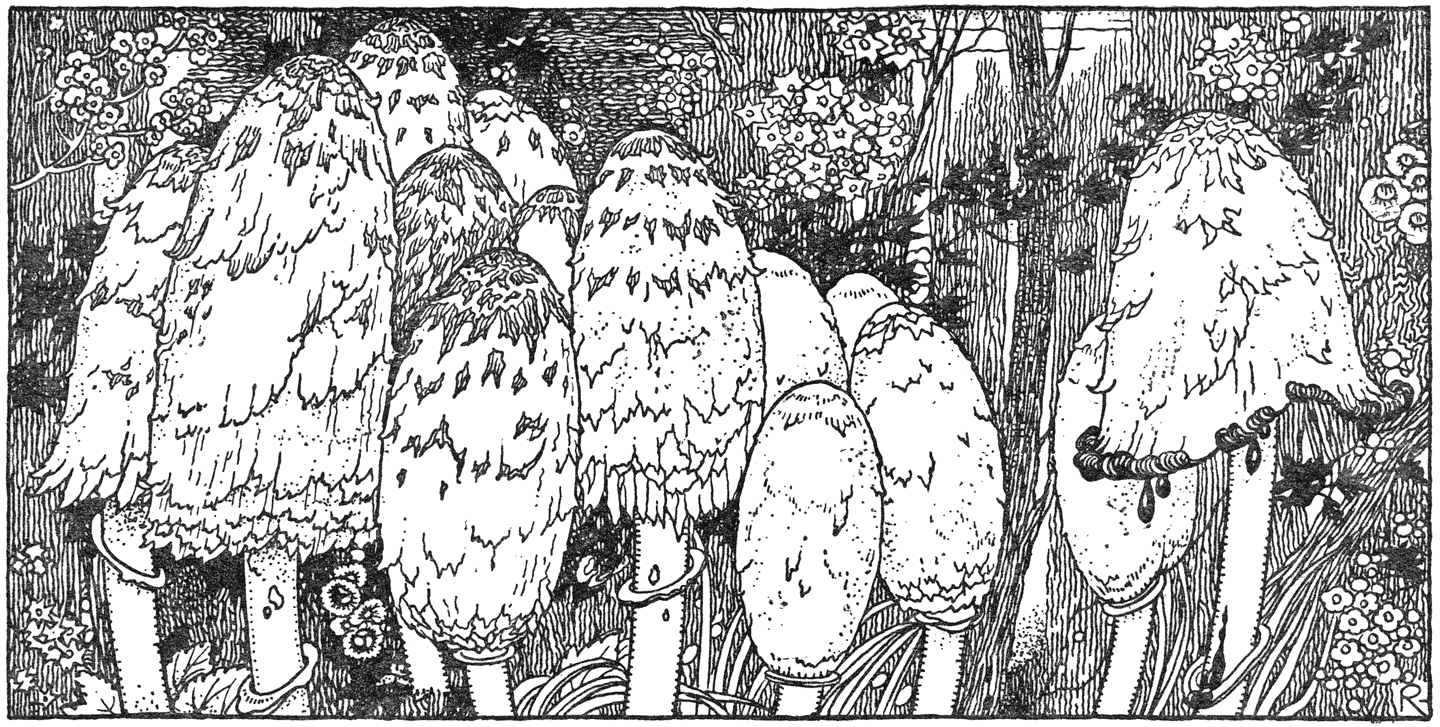 Geschubde Inktzwammen