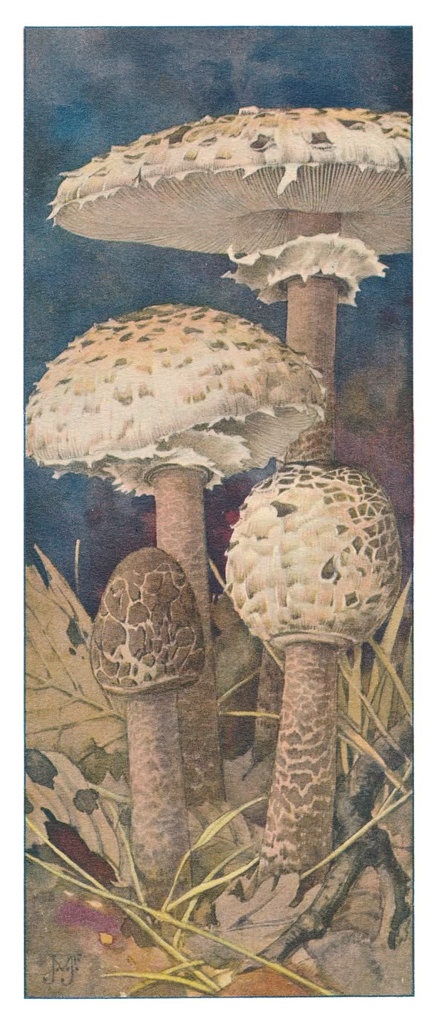 PARASOLZWAM