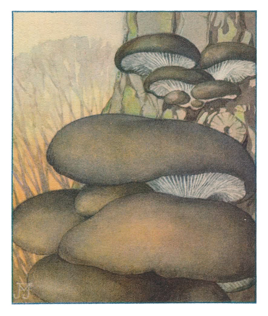 OESTERZWAM
