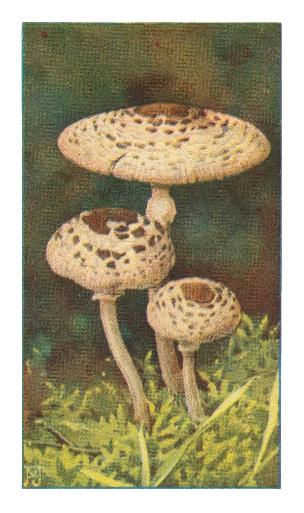 KLEINE PARASOLZWAM †