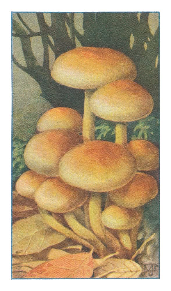 ZWAVELKOPJE †