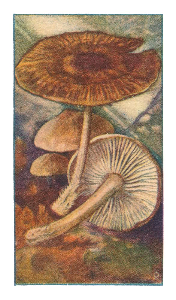 SCHERPE MARASMIUS †
