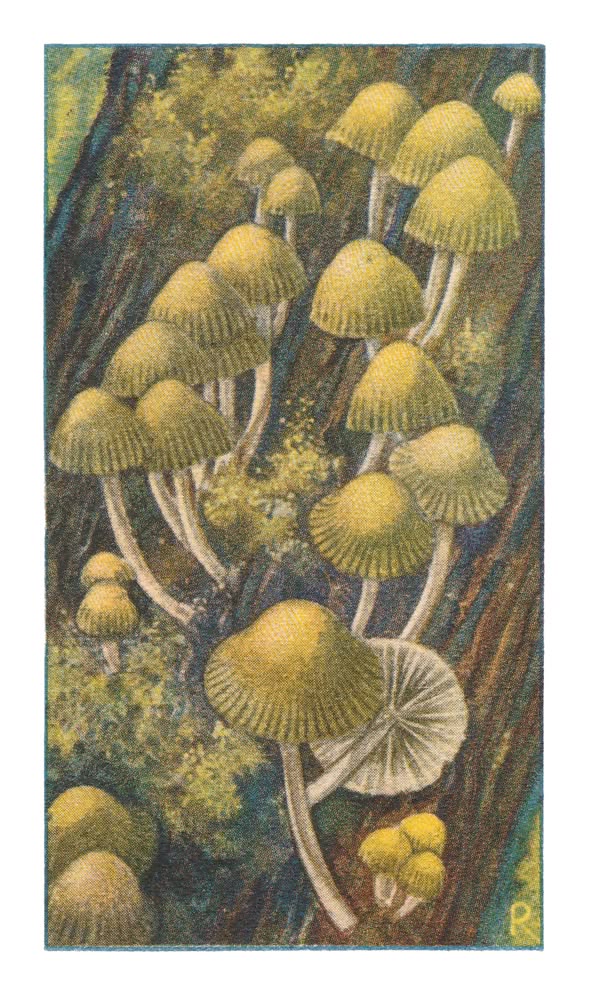 CHLOOR-MYCENA
