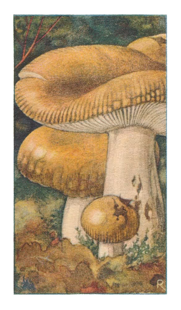 STINKENDE RUSSULA †
